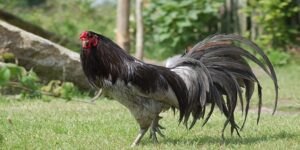 Cách chọn tướng gà đá